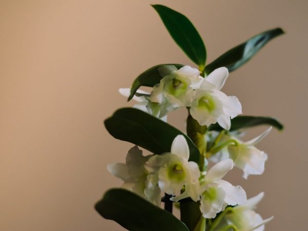 Popis rastliny Dendrobium Nobile a starostlivosť o ňu