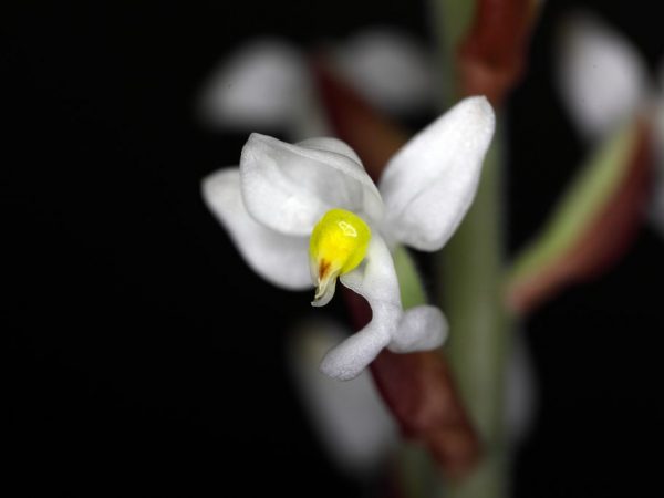 Vzácna orchidea Ludisia je veľmi populárna