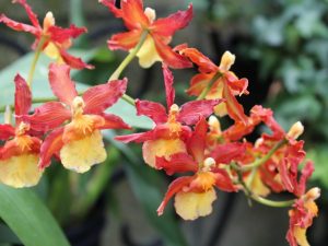 Orchidea Epidendrum
