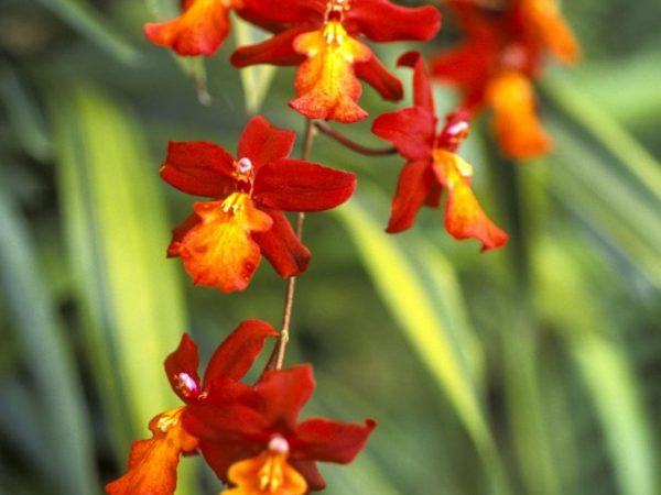 Svetlo pre Epidendrum