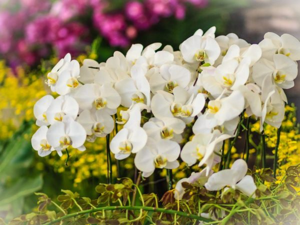 Afroditina starostlivosť o phalaenopsis