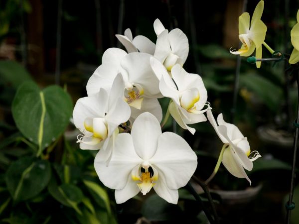 Hlavnými chorobami orchidey sú koreň a čierna hniloba.