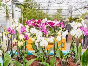 Phalaenopsis mix