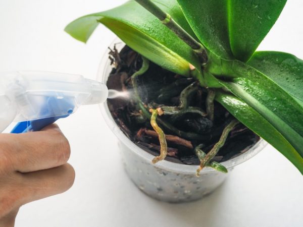 Phalaenopsis Mix Care