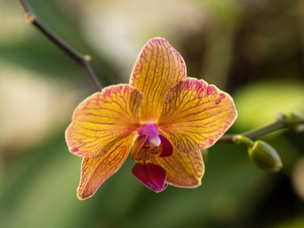 Phalaenopsis Parrot