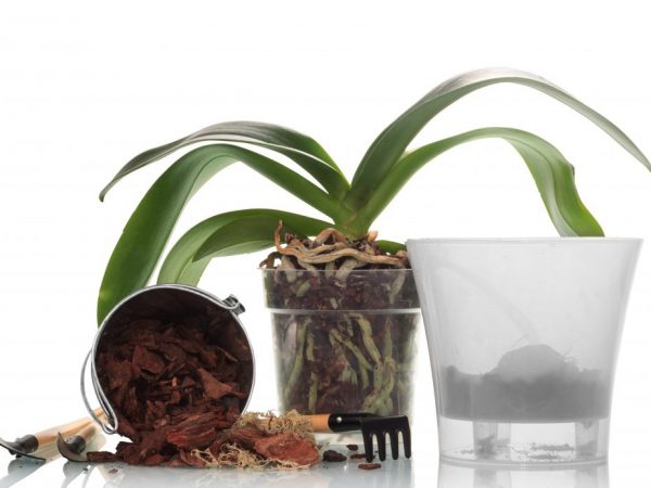 Papagáj Transplantácia Phalaenopsis