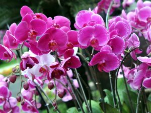 Prečo Phalaenopsis stratil tugora