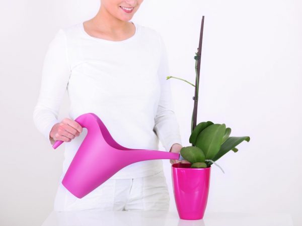 Starostlivosť o zafírové orchidey