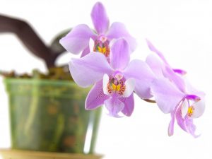 Schillerova orchidea