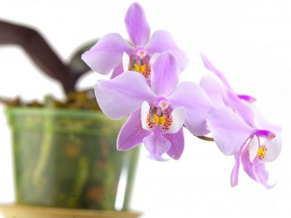 Schillerova orchidea