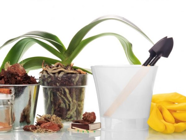 Výsadba Phalaenopsis Schiller
