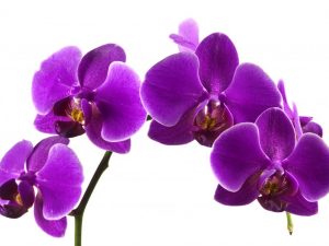 Fialová orchidea