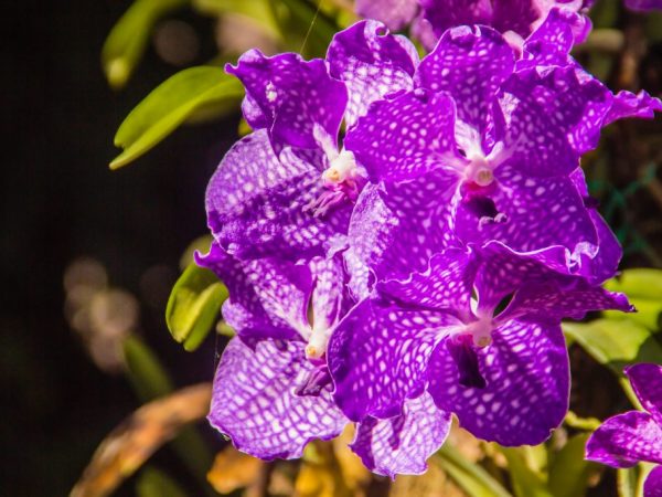 Orchidea Wanda