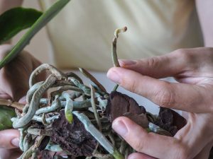 Použitie fytosporínu pre orchidey