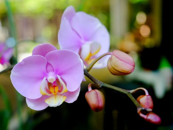 Liečba fusária v orchideách