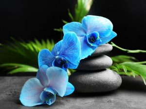 Starostlivosť o modré a modré orchidey