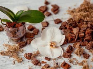 Výber pôdy pre orchidey Phalaenopsis