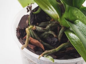 Pôda pre orchidey