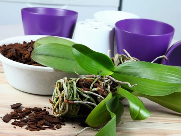 Korene orchidey umyjeme