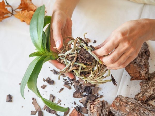 Pravidlá pre transplantáciu orchideí doma