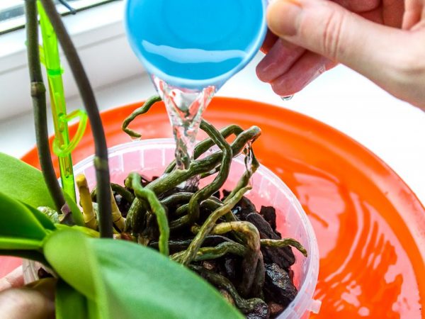 Zalievanie orchideí Phalaenopsis