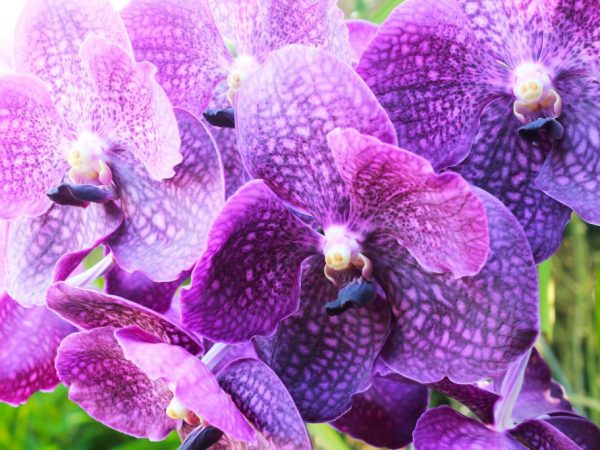 Vlastnosti polievania orchideí v zime