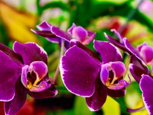 Výsadba cibuľovín orchideí z Vietnamu