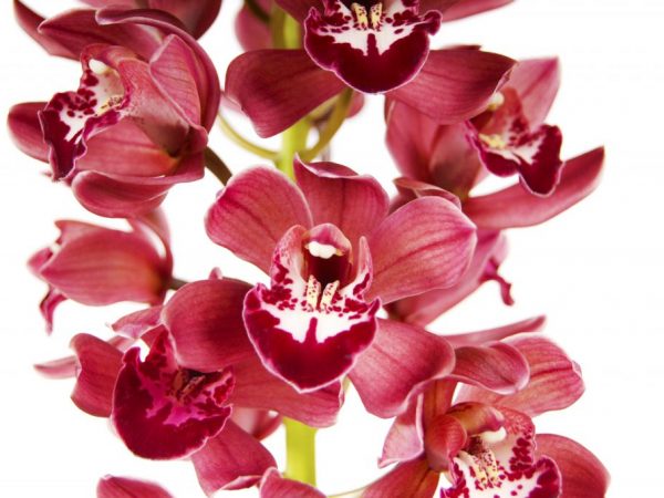 Cymbidium Orchid