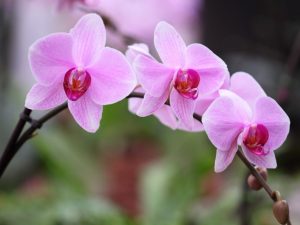 Prebudenie spiace púčiky orchideí
