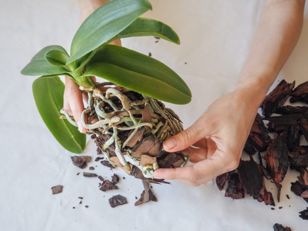 Rozdelenie materskej orchidey