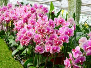 Vlastnosti starostlivosti o kvitnúce orchidey