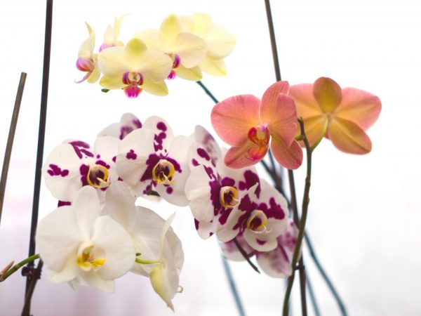 Pravidlá starostlivosti o orchidey Phalaenopsis