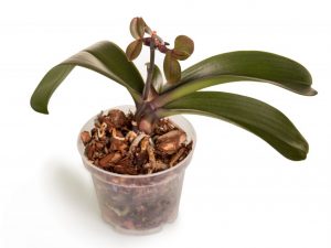 Pestovanie detských orchideí na stopke