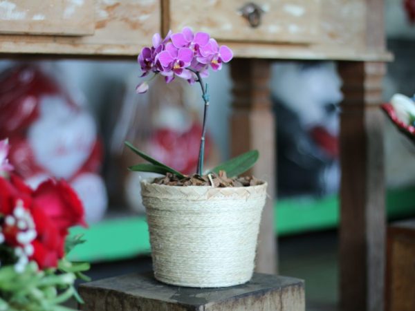 Odrody trpasličích orchideí