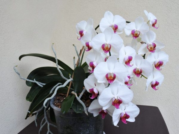 Kaskádová orchidea