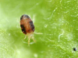 Metódy riešenia spider roztočov na baklažáne