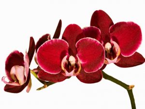 Červená orchidea