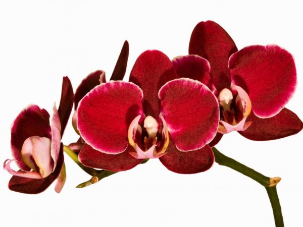 Červená orchidea