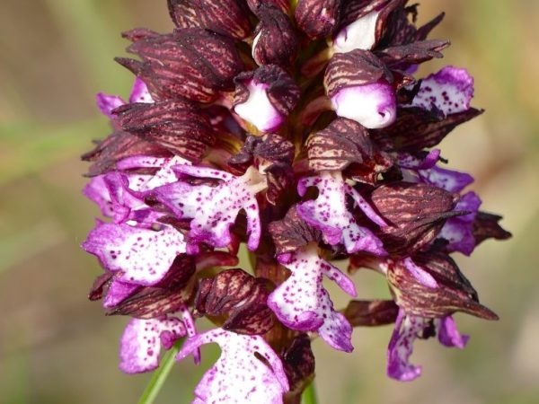 Orchidea sa používa na liečivé účely