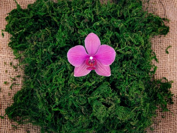 Mach pre orchidey