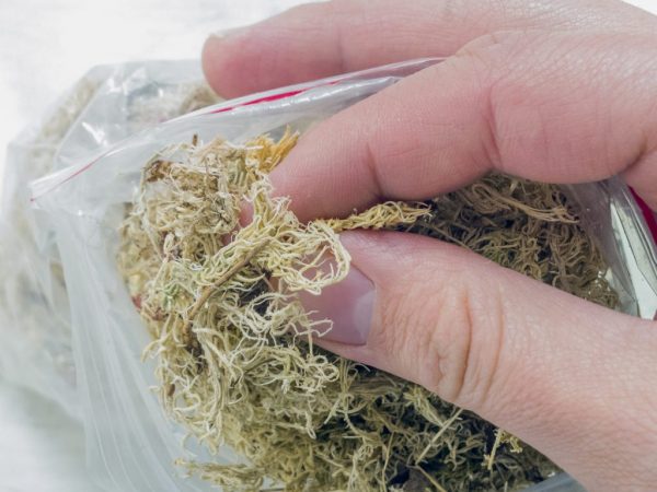 Varenie sphagnum pre orchideu