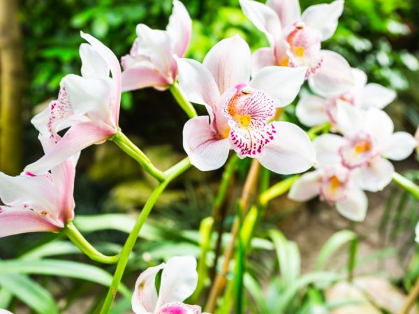 Typy rastu orchideí