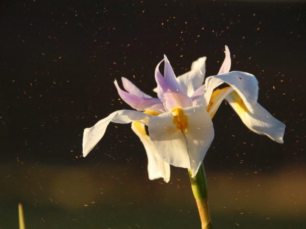 Orchidea má na mnohých negatívny vplyv