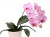 Orchidea v dome