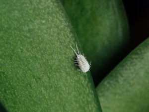 Mealybug na listoch orchideí