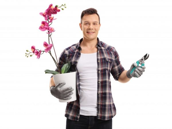 Kroky na prerezávanie orchideí