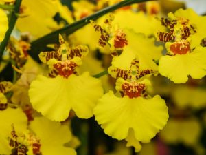 Pestovanie orchidey oncidium