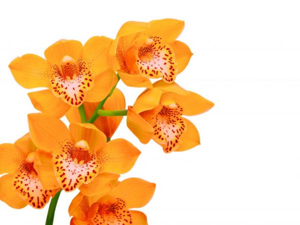 Oranžová orchidea