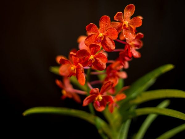 Orchidea Wanda