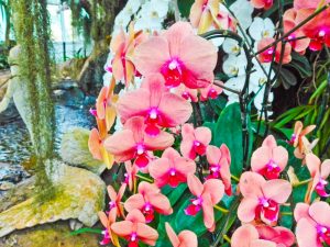 Orchidey bez stopiek